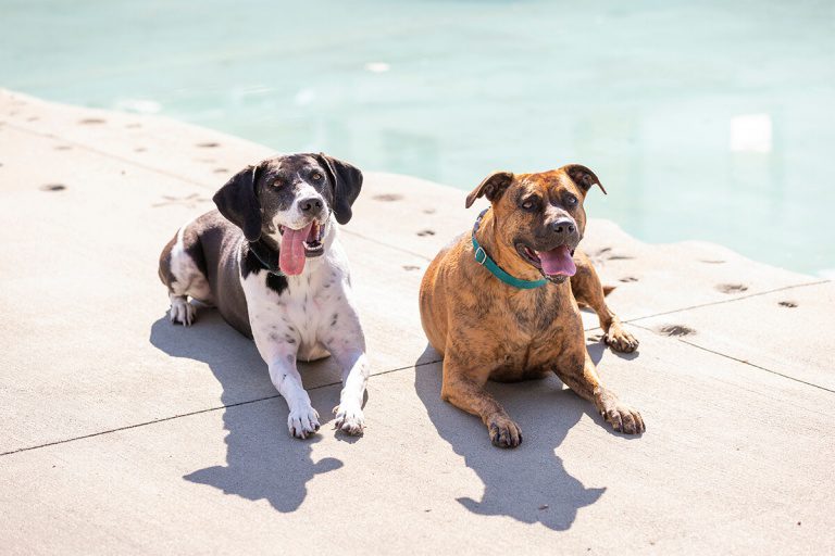 beautiful pets at a Charleston photo shoot