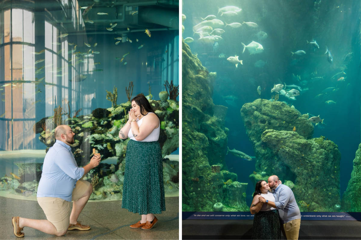 Charleston secret proposal at South Carolina Aquarium
