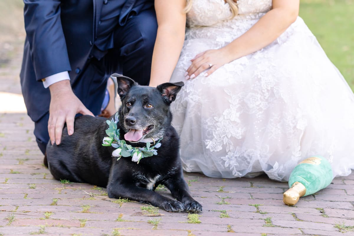 bride and dog charleston wedding portrait