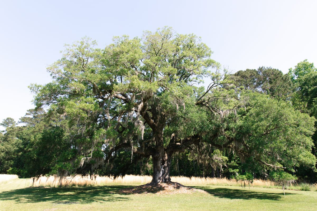 Pine creek wedding venue massive tree