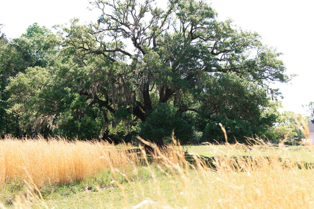 Pine creek wedding venue tree in the field