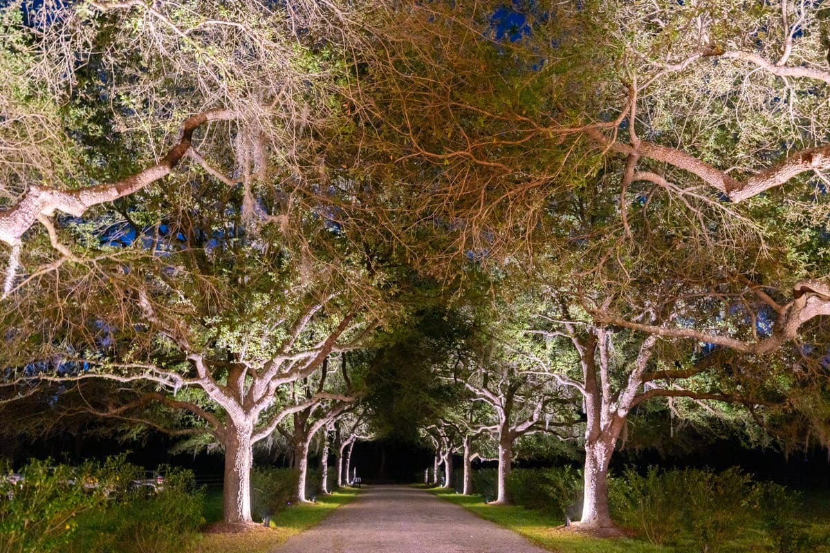 Old Wide Awake Plantation wedding venue alley