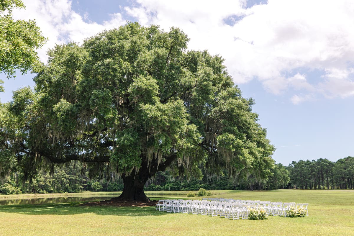 wingate place oak trees charleston photographer