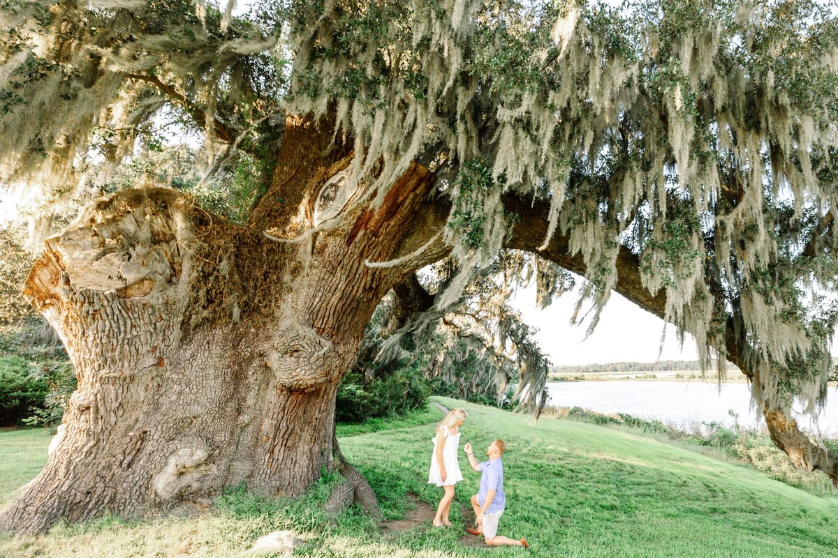middleton place proposal guide under the ancient oak